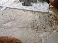 Kos, Arashan sheep — 6. fotó