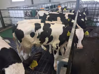 Toro, Russian Black pied cattle — foto 1