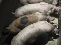 Boar, Pigs — photo 1