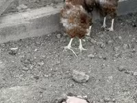 Chickens — foto 3