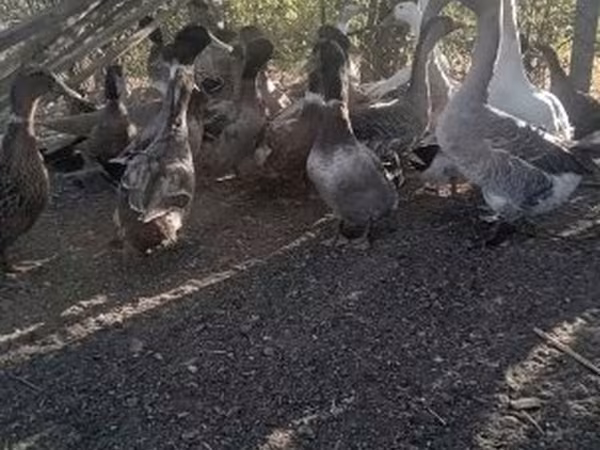 Ducks — Magyarország