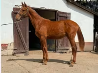 Айғыр, Kisber felver — 2-сурет