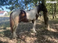 Horse (M), Horses — photo 1