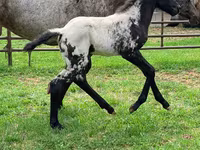 Бие, Appaloosa — 4-сурет