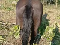 Stute, Nonius horse — Foto 2