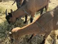 母山羊, Alpine goat — 照片 3