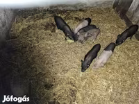 Säue, Schweine — Foto 1