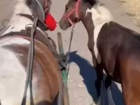 母马, Horses — 照片 5