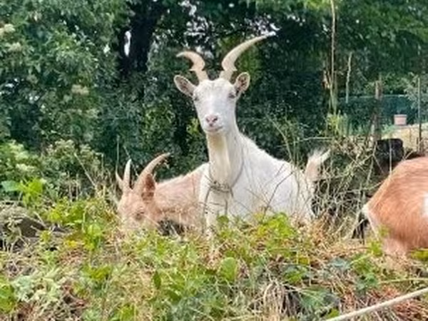 Koza, Saanen goat