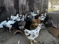 ससेक्स — फ़ोटो 1
