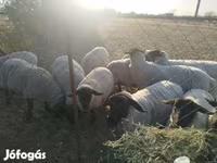 Juh, White Suffolk sheep — 6. fotó