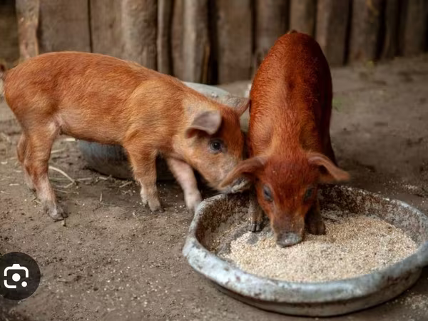 Pigs (batch, sex not specified), Дюрок