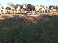 Бұқа, Russian Black pied cattle — 3-сурет