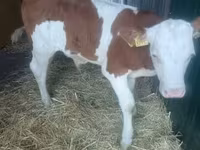 公牛, Simmental cattle — 照片 1