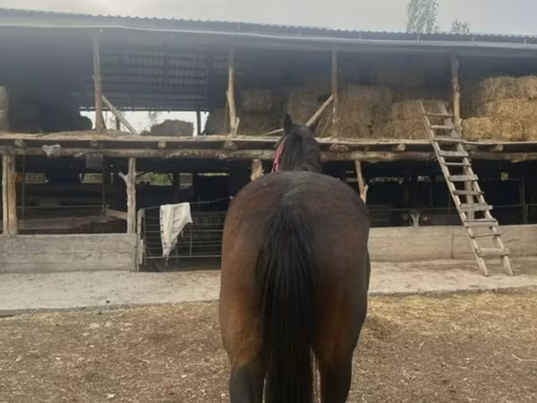 Бие, Percheron