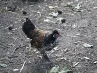 Chickens — photo 7