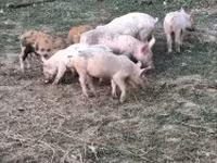 Pigs (batch, sex not specified), Pigs — photo 2