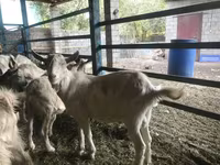 تيس, Saanen goat — الصورة 6