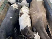 ثور, Simmental cattle — الصورة 1
