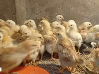 Chickens — Foto 1