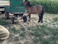 公马, Horses — 照片 6