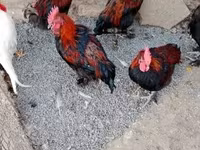 Marans — photo 5