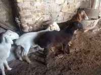 公羊, Rhon sheep — 照片 5