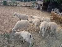 Kos, Juhok — 4. fotó
