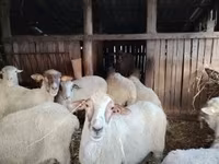 Sheep, Ile-de-France sheep — photo 5