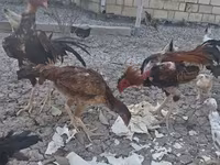 Chickens — Foto 3