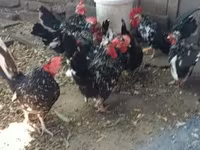 Chickens — الصورة 1