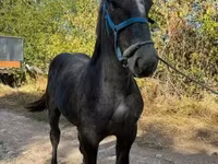 घोड़ी, Percheron — फ़ोटो 2