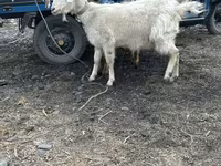 Koza, Kozy — zdjęcie 2