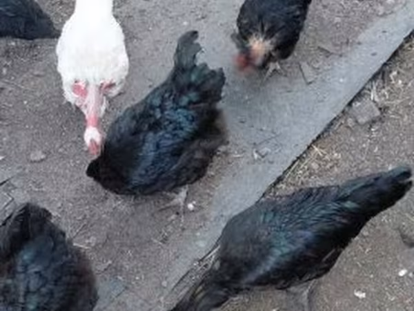 Chickens