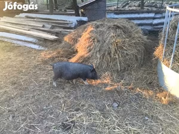 नर सूअर, Вьетнамская вислобрюхая