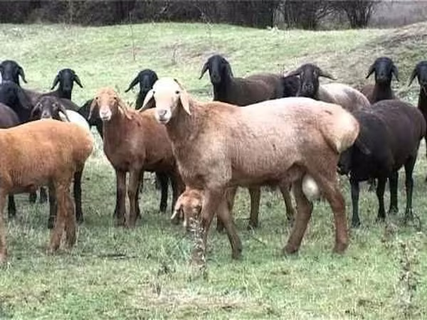 Beran, Ovce