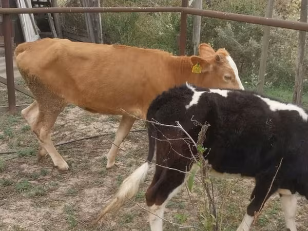 Tehén, Simmental cattle
