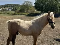 公马, Horses — 照片 3