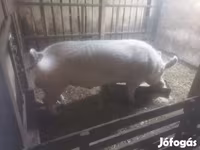 Verro, Крупная белая — foto 1
