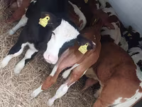 Taureau, Simmental cattle — photo 6