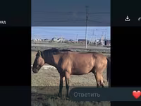 母马, Mugalzhar horse — 照片 5