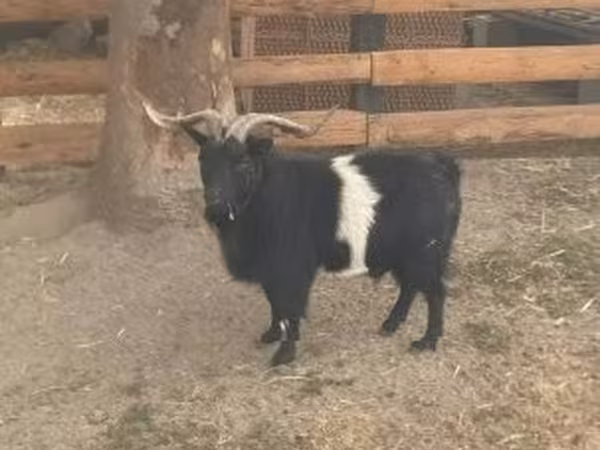 Kozel, Kozy — Maďarsko