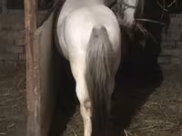 公马, Horses — 照片 7