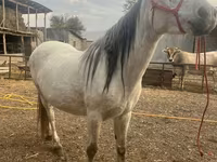 Klisna, Tersk horse — foto 4