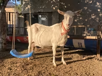 Chèvre, Saanen goat — photo 2