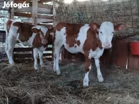 Bull, Limousin cow — photo 4