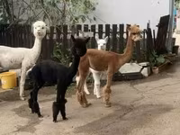 ऊँट, ऊंट — फ़ोटो 5