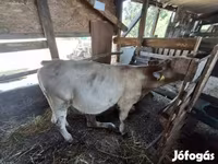 Toro, Raza Holstein — foto 2