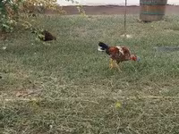 Chickens — الصورة 6