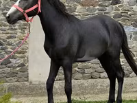حصان, Anglo-Arabian — الصورة 2